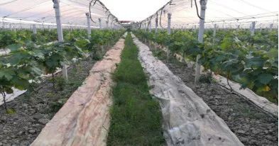 遵循“自然农法” 不施化肥不打农药 油田工程师改行种植高山玫瑰