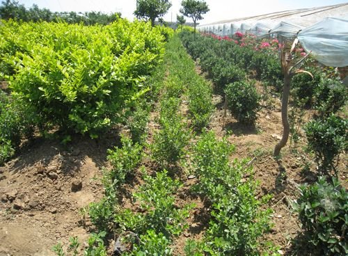 邢台市加速推进百亿级中药材产业工程建设