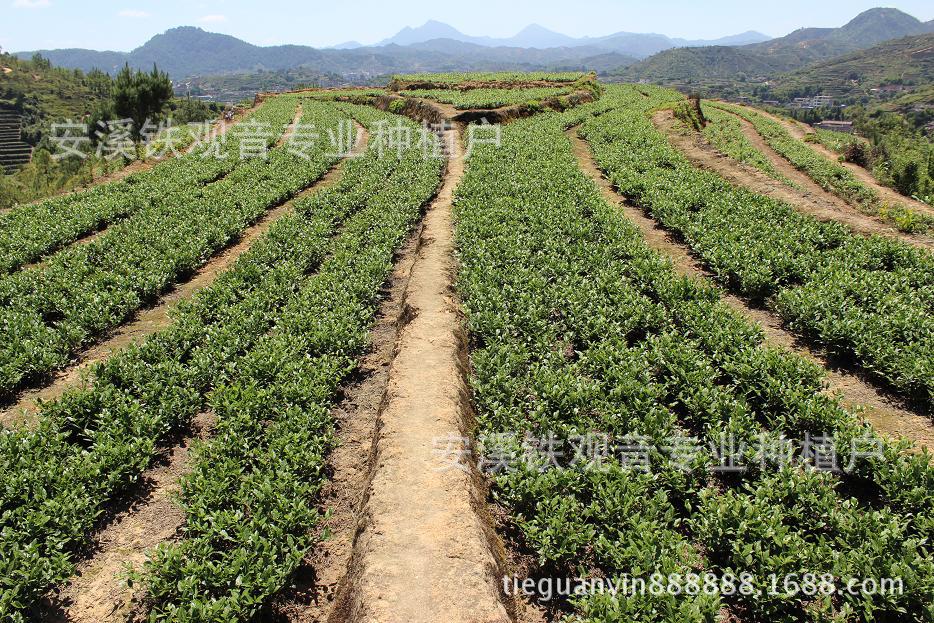 龙门传统技艺焕发新生